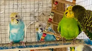 9 Hours of Colorful Budgies Chirping 🐦🌈 &mdash; Melt Away Stress, Calm Your Mind & Relax Naturally