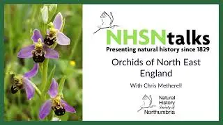 Discovering North East Orchids