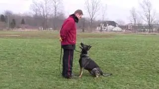 Mason Obedience