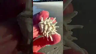Прекрасный обзор удивительной флоридской колючей раковины-шкатулки.