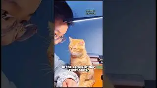 A loyal cat waits for its owner to study until he is sleepy😍#cat #cute #catlover