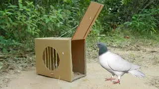 Easy Simple Bird Trap - Easy Installing Pigeon Trap Using Paper Box Work 100%