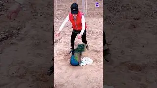 🦚 Peacock Farming in India HD #peacock #birds #bollywood #song