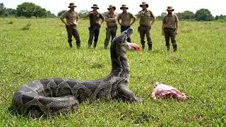 Giant Colorful Anacondas in Open Farm | Real Footage of Snake Feeding in Daylight