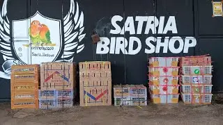 Latest stock update every Sunday at Satria Birdshop, the cheapest small bird shop in the district