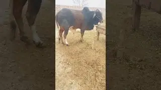 Beautiful village life in Punjab Pakistan 🇵🇰 #song #punjabisong #punjabimusic #music
