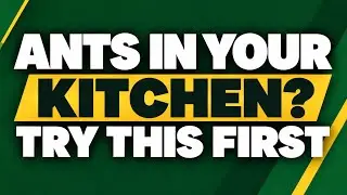 DIY Pest Control Tips That Work (And When to Call a Pro) | Eco-Friendly Advice for Santa Cruz Homes