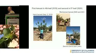 2023 Pistachio Day 7: Update on New Training Systems for Pistachio, Bruce Lampinen