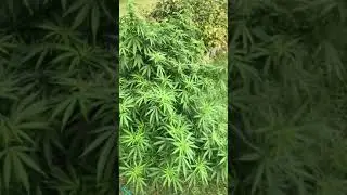Vermont Outdoor Grower