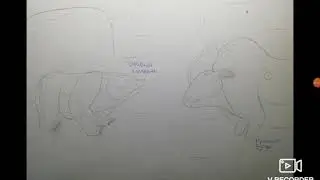 Real Animal Battle 2 : Красный Буйвол VS Очковый Медведь