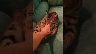 БАКС толстопуз