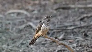 Common Cuckoo juvenile　カッコウ幼鳥