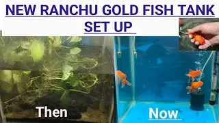 NEW RANCHU GOLD FISH TANK SET UP #goldfish #ranchugoldfish #goldfishcare #fish #caregoldfish