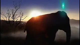 ELEPHANT HEART