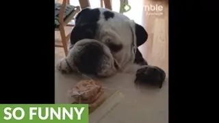 English Bulldog tries to steal cookies from kitchen counter