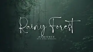 Rainy Forest Ambience 🌧️🌲 | Gentle Rain, Distant Birds | Relax, Study, Sleep