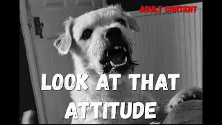 When your Dog has better come backs than you.