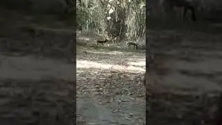 Rare black deer spotted at Rana resort Lahore park