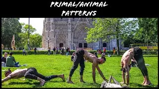 Primal Strength: Animal Movement Patterns Compilation