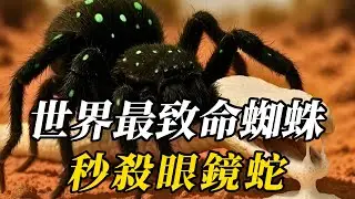 全世界最致命的10種蜘蛛，第七聽名字都讓妳渾身顫抖！第壹名被咬後1小時必死，至今無藥可解！#世界之最 #动物 #动物世界 #知识渊博 #百科密码 #科普