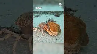 Timelapse captures spider crab molting