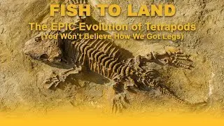 🚶&zwj;♂️🌊 FISH TO LAND: The EPIC Evolution of Tetrapods (You Won't Believe How We Got Legs)