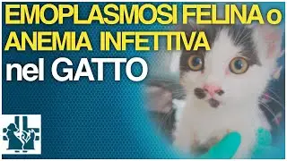Гемоплазмоз кошек или инфекционная анемия кошек.