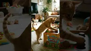 미래의 쥐 잡기 왕을 꿈꾸는 아기 고양이의 지옥(?) 훈련 🐾🔨 #manimal#고양이일상