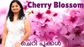 Aston Norwood Cherry Blossoms | New Zealand Spring Garden 🌸| Malayalam Vlog | New Zealand Malayali