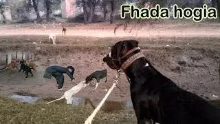 First day Bully Dog Game running || Badal ko tayari laga dia || Big game || Pakistani Bully Kutta 🐕