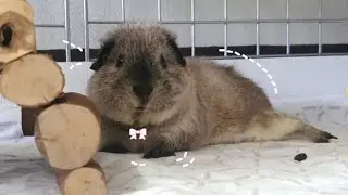 Itchy Itchy guinea piggy - hughug a guinea pig