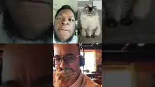 Angry Reactions tagged in this hilarious cat video
