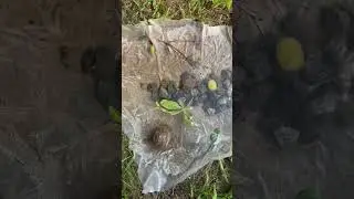 I added grape to pond #ponds #grape #fishing