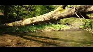 Cinematic spring in the forest - Dolina Zimnika, Poland. Camera test Sony a6700