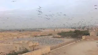 印度奇慶（KHEECHAN)的簑羽鶴（Demoiselle Crane)