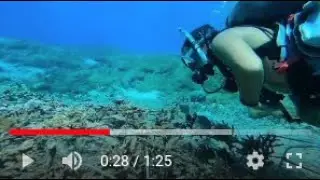Project Laut - Coral Patch