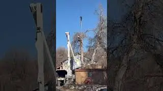 Dangerous Tree removal using Crane  #chainsaw #arborist #allwoodstree #crane #treeremoval #bucket
