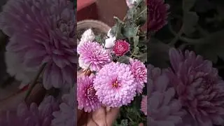 so Phool Khile Chand# flower garden# Flower song#shortsviral #ytstudioes #ytshort # status 🌼🌼