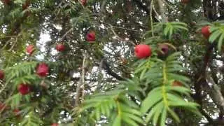 Yew tree - Poisonous berries - Barrtr&eacute; - &Yacute;vi&eth;ur  - me&eth; eitru&eth; rau&eth; ber - Sk&oacute;grtr&eacute; - Gar&eth;tr&eacute;
