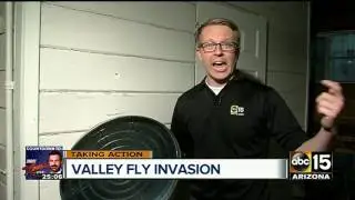 Fly invasion: Valley pest services seeing increase in fly calls