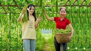 Harvesting Japanese Luffa Garden Goes To Market Sell and Cooking Sponge Gourd Soup with Shrimp