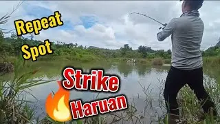 Casting haruan saiz idaman #repeat spot