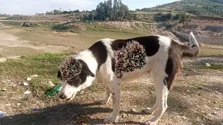 Removing Monster Mango worms From Helpless Dog! Animal Rescue Video #2025  #75 #dog #dogrescue #100