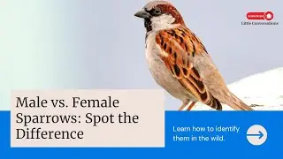 Difference Between Male and Female Sparrow | Passer Domesticus Identification | Little Conversations