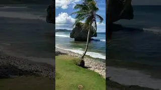 Beautiful Bathsheba Beach Barbados #barbados  #barbadosbeach #caribbeanvacation