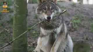 Wolves: The Spirit of the Wilderness The Untamed Legacy of Wolves🐺🐺🐺🐺🐺🐺🐺🐺