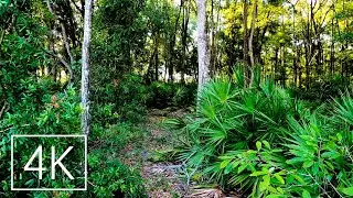 Immersive Hike at Sunset Through a Wild Palm Tree Forest | 4K Virtual Nature Walk to Relax Your Mind