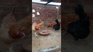 Aaj bahut jyada Barish Hui 😐😐😐#birds #desimurgi #murghi