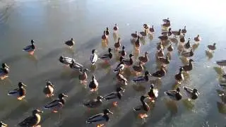 Ducks on ice