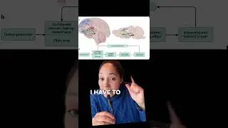 ADHD screens and motivation #brainbasedparenting #screentime #parenting